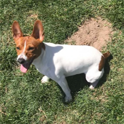 Fair oaks sales rat terriers